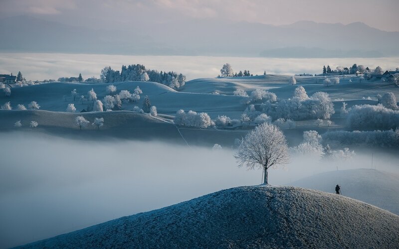 Single Tree on Hill — Blue, Serene, Winter