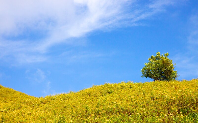 Single Tree on Hill — Blue