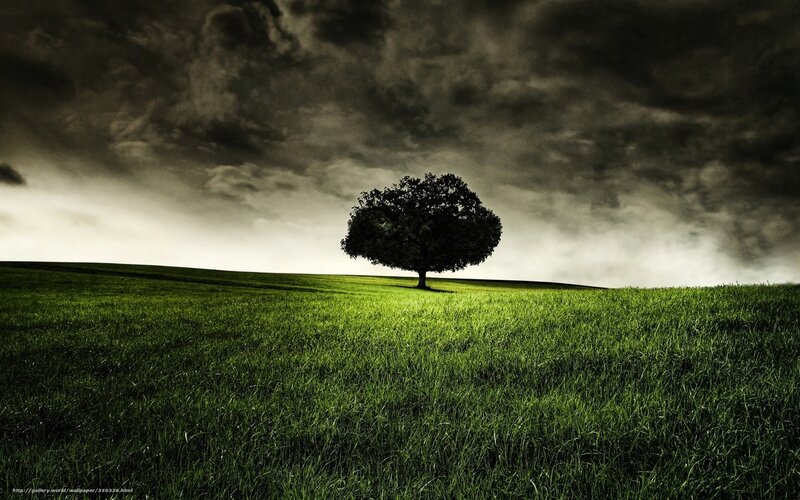 Single Tree on Hill — Green, Dramatic, Afternoon, Photograph, Field