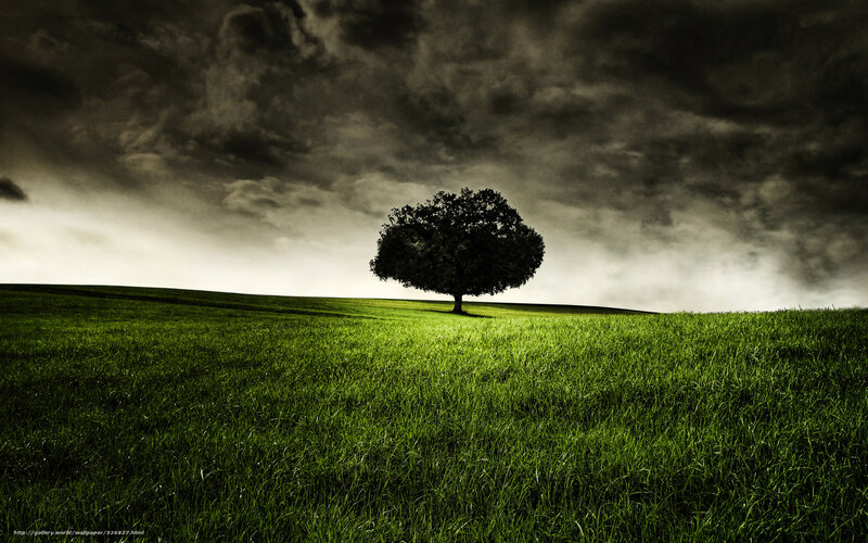 Single Tree on Hill — Green, Dramatic, Photograph, Field