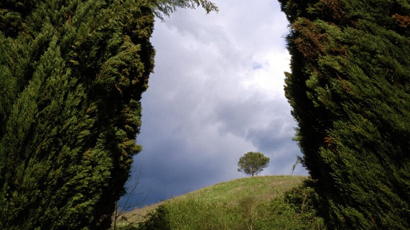 Single Tree on Hill — Green, Dramatic, Photograph, Trees