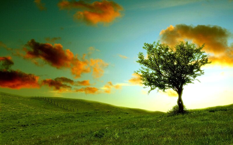 Single Tree on Hill — Green, Dramatic, Sunset