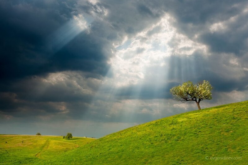 Single Tree on Hill — Green, Dramatic