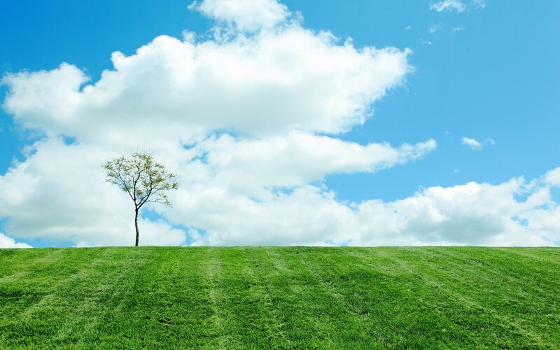 Single Tree on Hill — Green, Serene, Afternoon, Photograph, Clouds