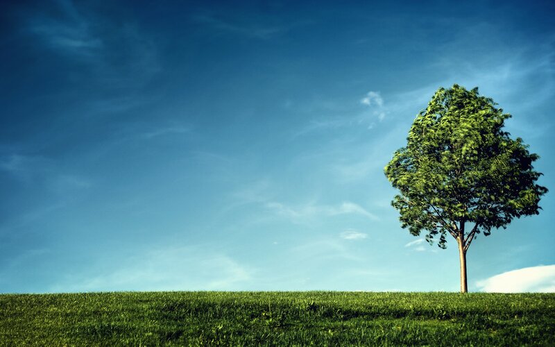 Single Tree on Hill — Green, Serene, Afternoon, Photograph, Grass