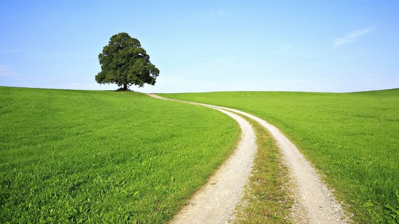 Single Tree on Hill — Green, Serene, Afternoon, Photograph, Path, Grass
