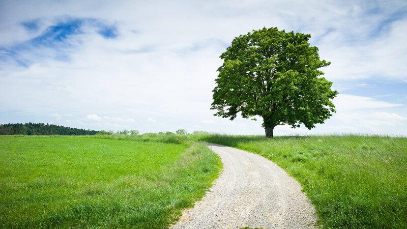 Single Tree on Hill — Green, Serene, Afternoon, Photograph, Path