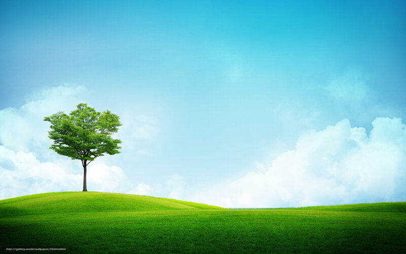 Single Tree on Hill — Green, Serene, Afternoon, Photograph, Sky