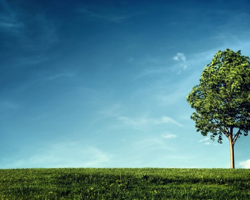 Single Tree on Hill — Green, Serene, Afternoon