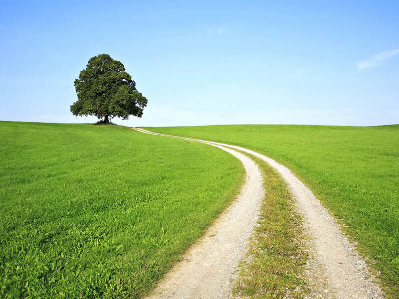 Single Tree on Hill — Green, Serene, Daytime