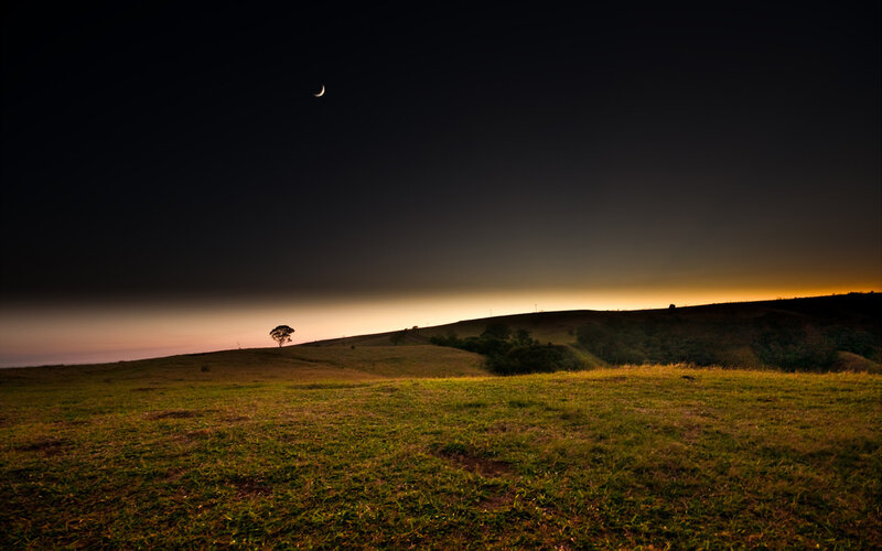 Single Tree on Hill — Green, Serene, Night, Photograph