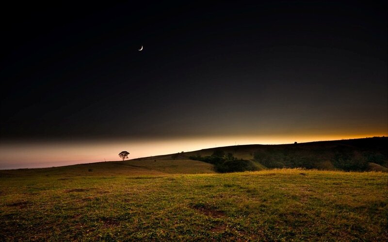 Single Tree on Hill — Green, Serene, Night