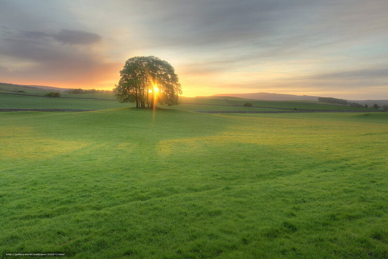 Single Tree on Hill — Green, Serene, Sunset, Photograph