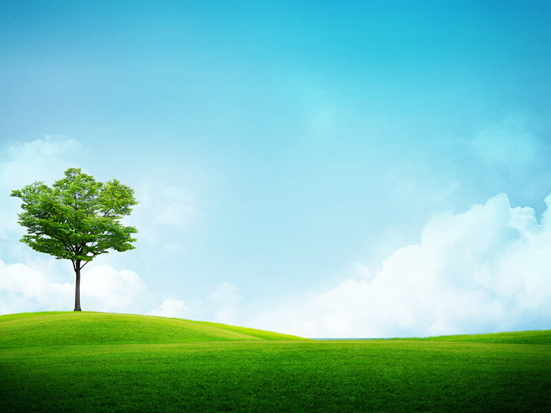 Single Tree on Hill — Green, Serene