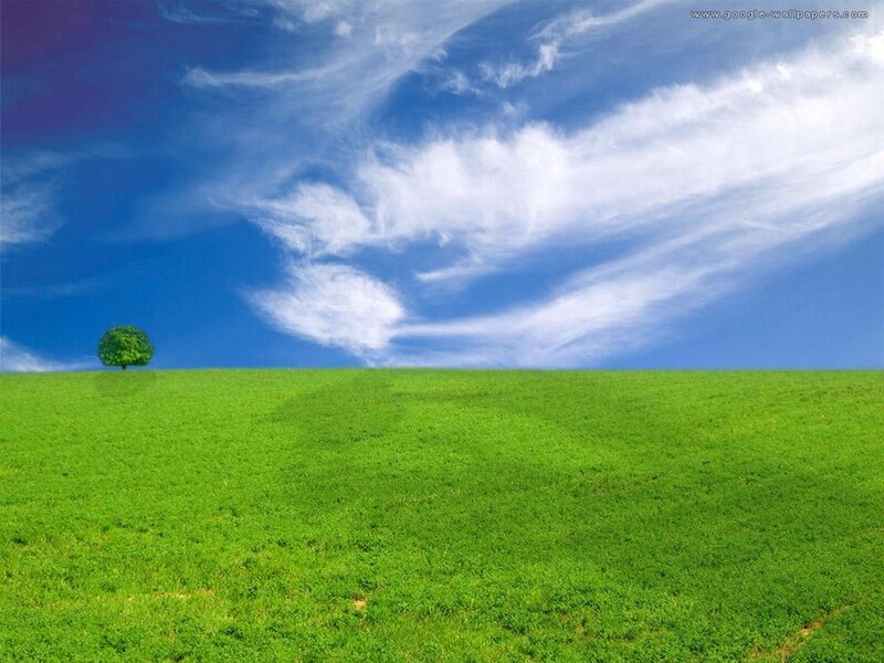 Single Tree on Hill — Green