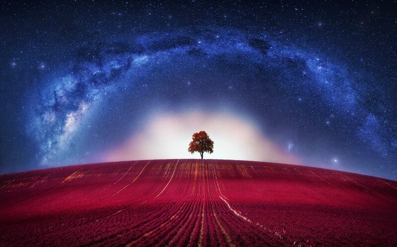 Single Tree on Hill — Red