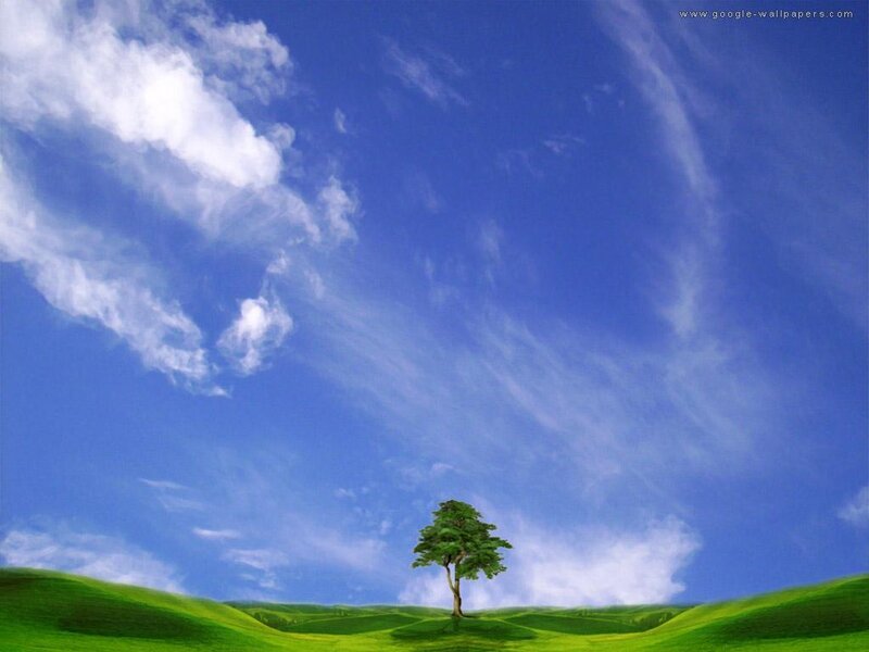 Single Tree on Hill