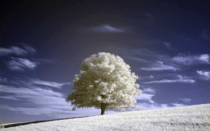 Single Tree on Hill — White