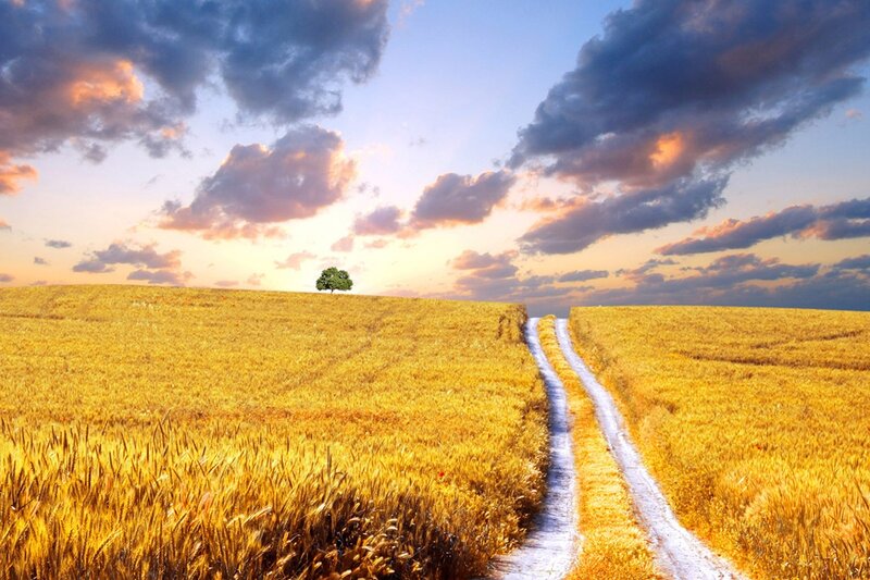 Single Tree on Hill — Yellow