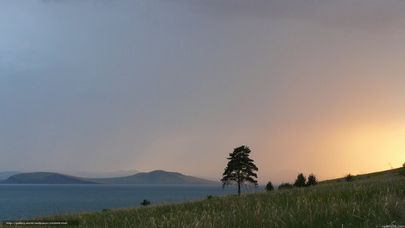 Single Tree on Hillside — Blue