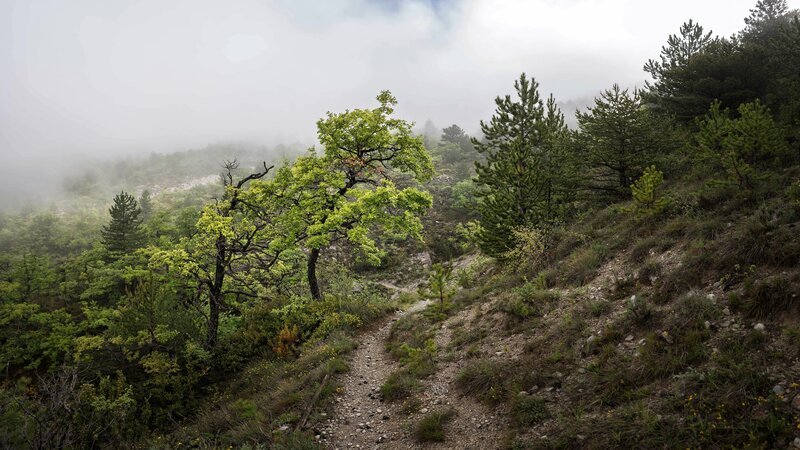 Single Tree on Hillside — Green, Misty