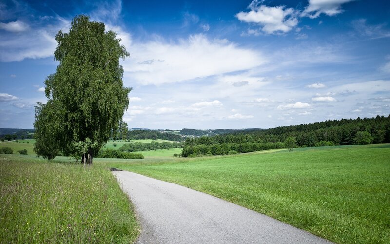 Single Tree on Hillside — Green