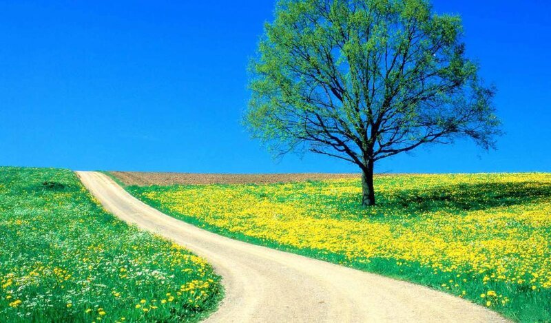 Single Tree on Hillside