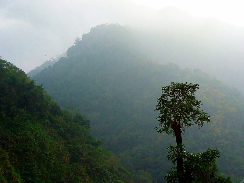 Single Tree on Mountain — Green