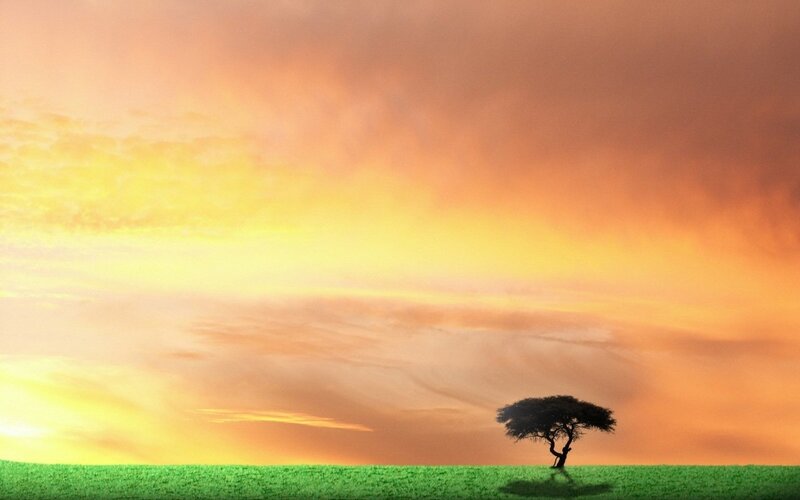 Single Tree on Plain