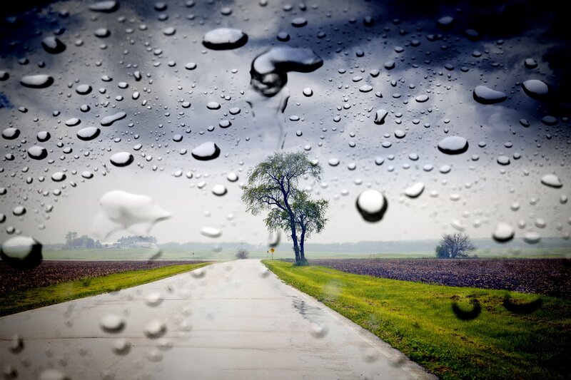 Single Tree on Road — Gray