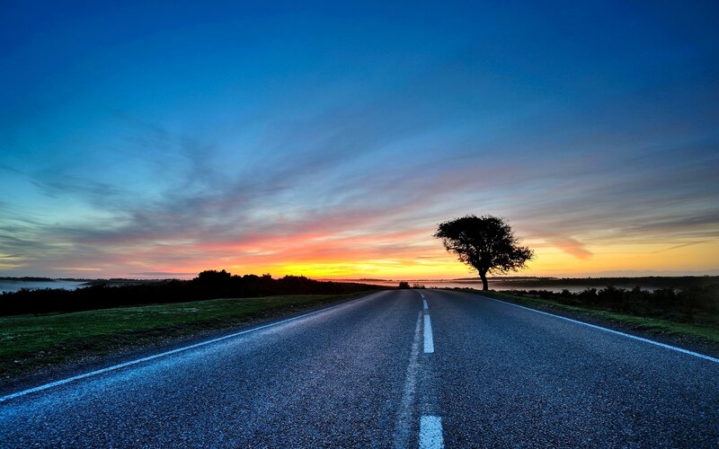 Single Tree on Road