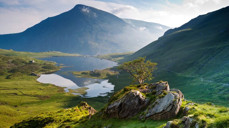 Single Tree on Rocky Outcrop