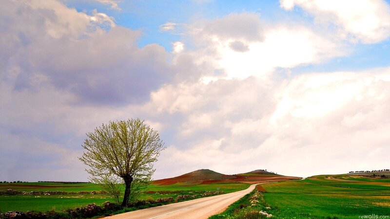 Single Tree on Rural Road