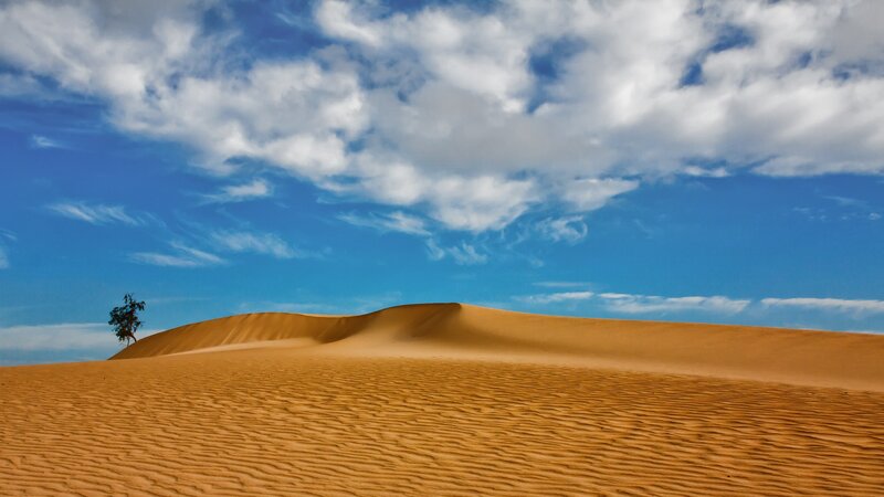 Single Tree on Sand Dune