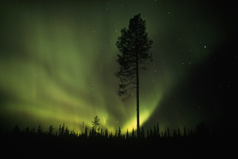 Single Tree under Aurora