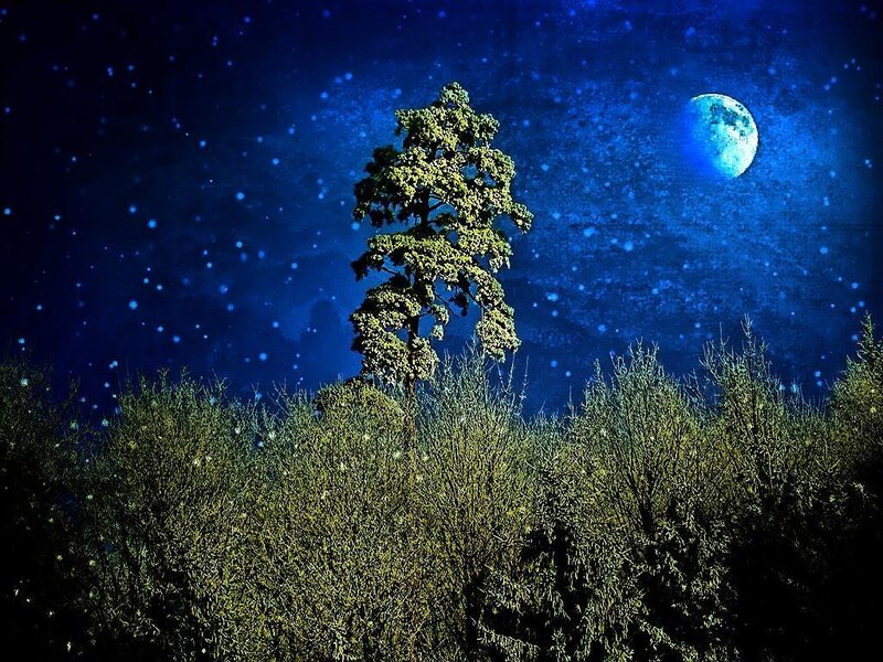 Single Tree under Moon