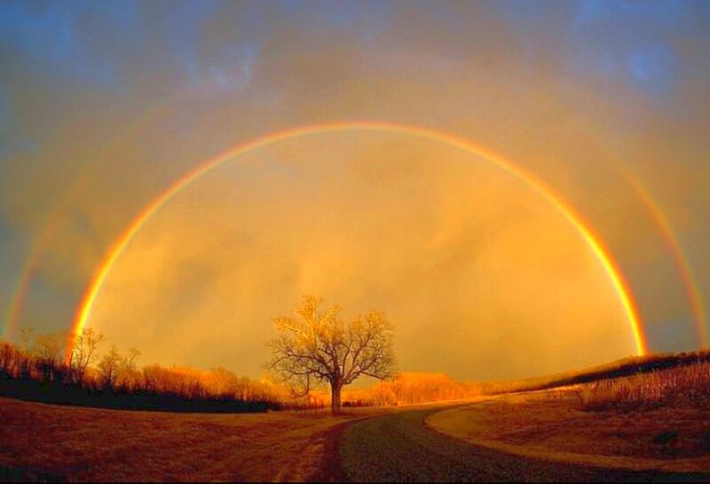 Single Tree under Rainbow