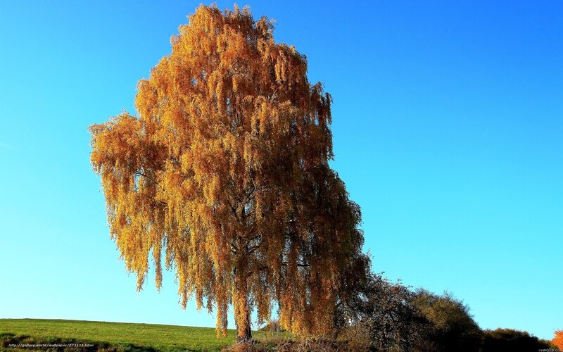 Single Tree with Autumn Leaves — Blue