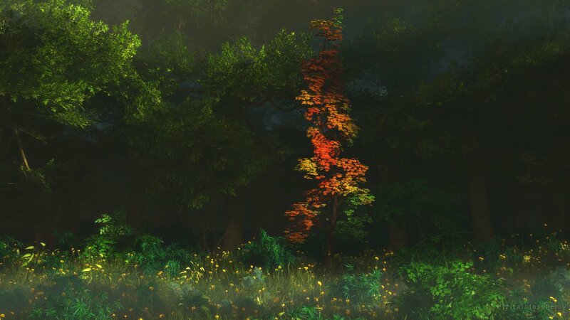Single Tree with Autumn Leaves