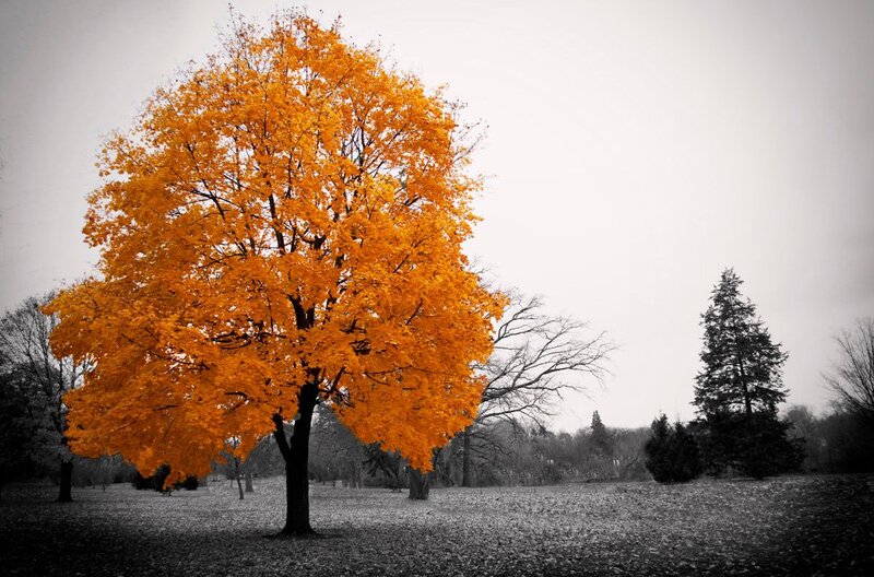 Single Tree with Orange Leaves — Dramatic