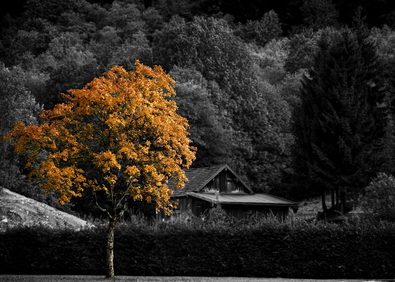 Single Tree with Orange Leaves — Serene, Autumn