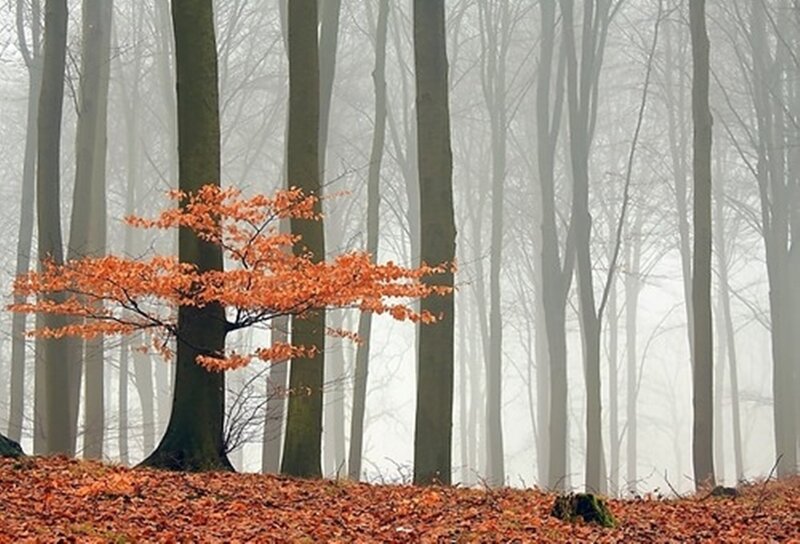 Single Tree with Orange Leaves — Serene