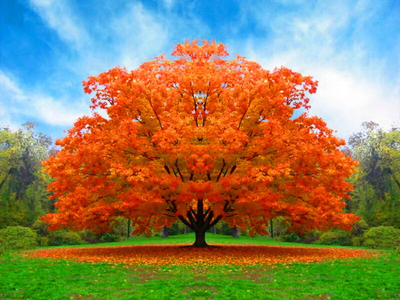 Single Tree with Orange Leaves