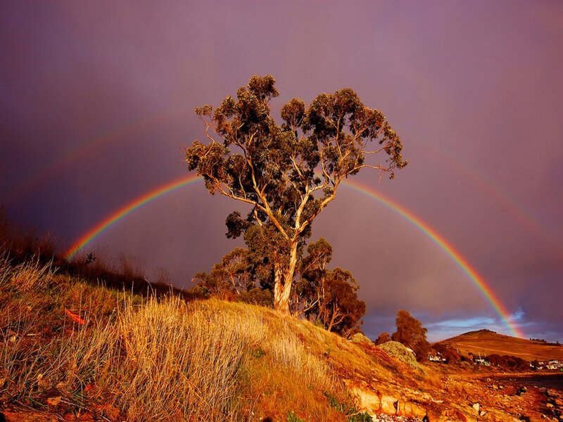 Single Tree with Rainbow — Purple