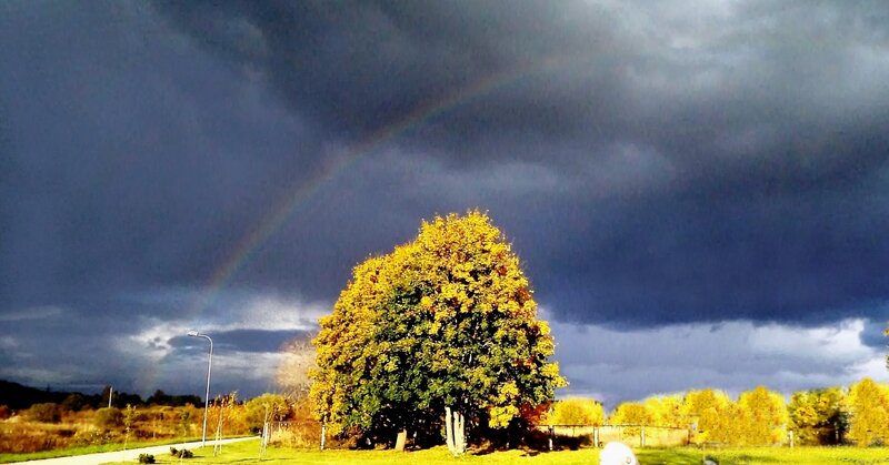 Single Tree with Rainbow