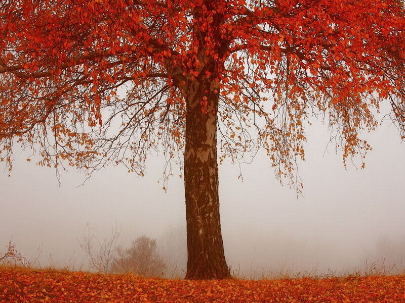 Single Tree with Red Leaves — Serene