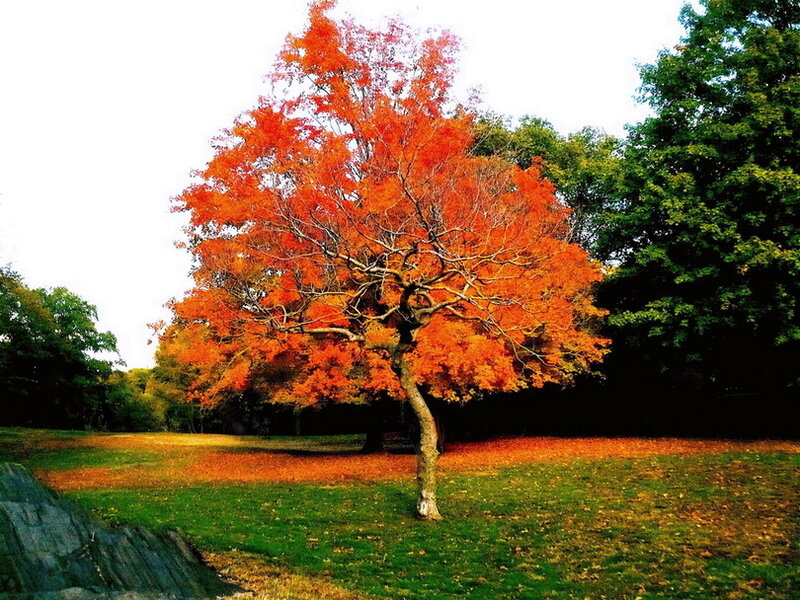 Single Tree with Red Leaves