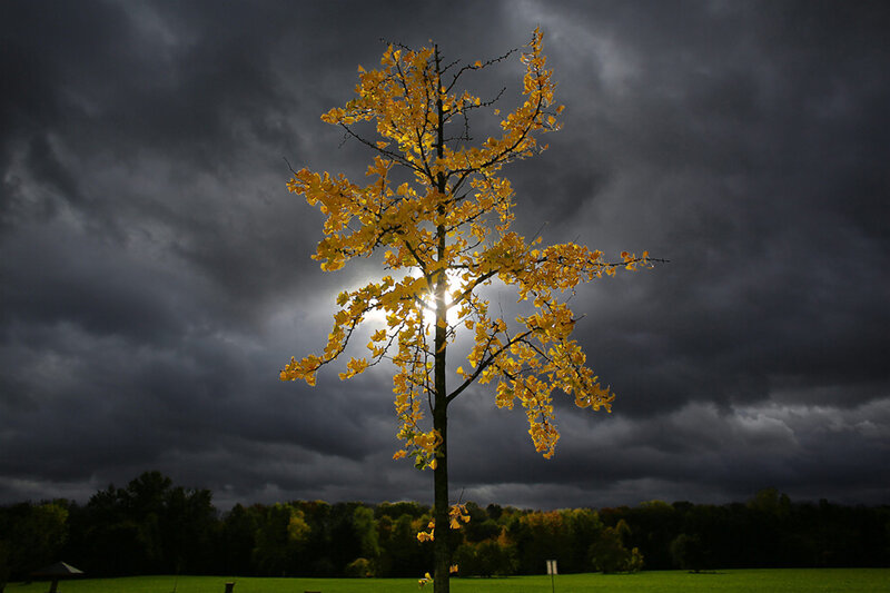 Single Tree with Yellow Leaves — Dramatic, Autumn