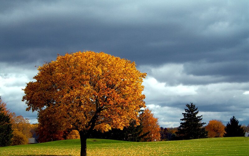 Single Tree with Yellow Leaves — Dramatic