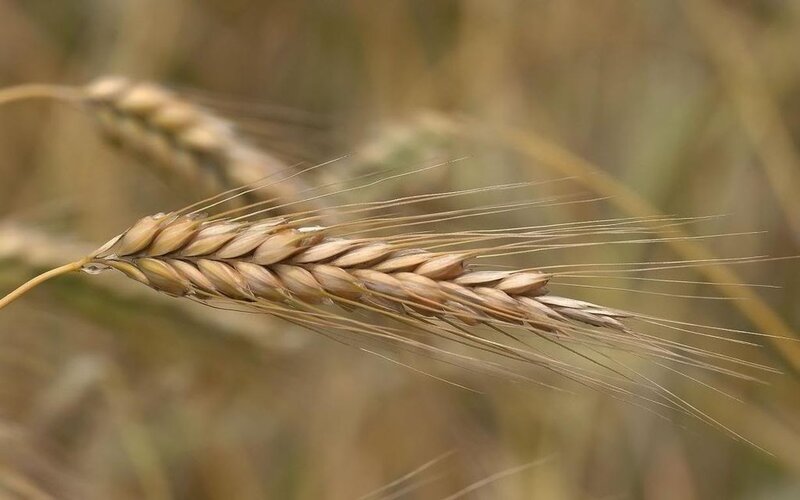 Single Wheat Ear — Brown